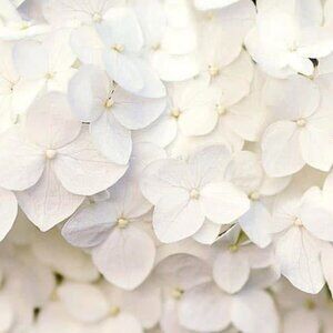 Meet your Posher, Richie